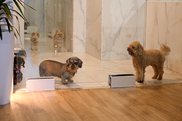 Sede maison sissy 02