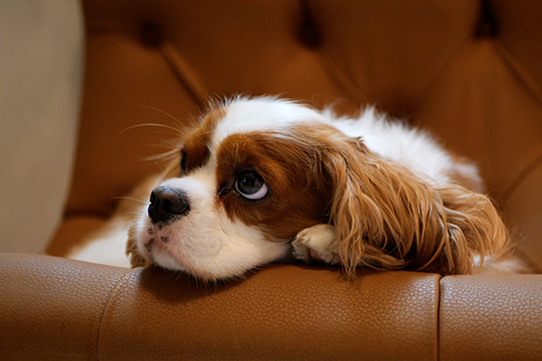 Sede maison sissy 05