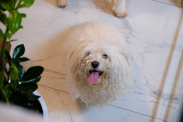 Sede maison sissy 07